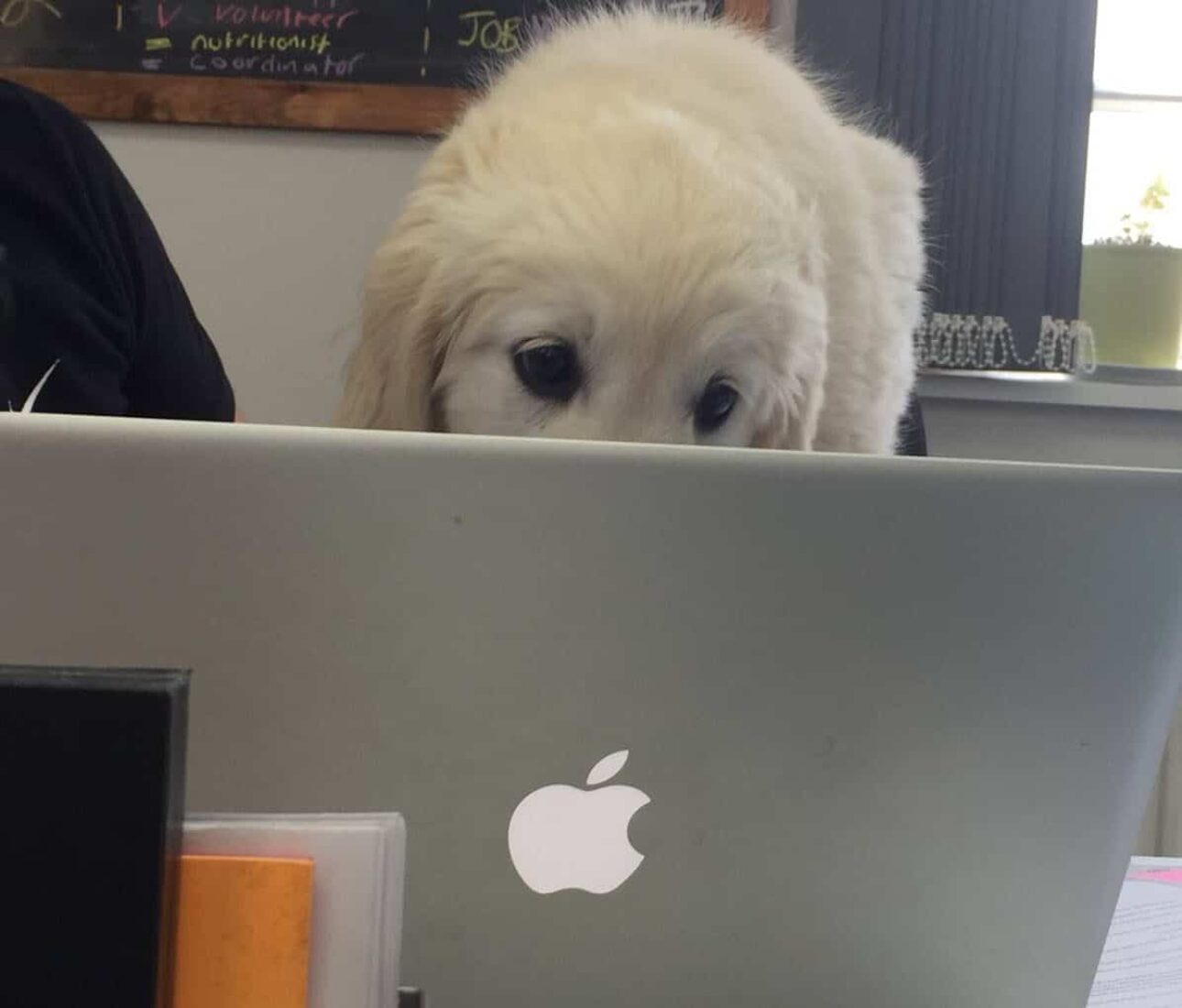 BeeZee Bodies Patsy (a white dog) hard at work on an apple laptop