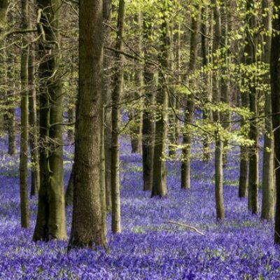 A field of bluebells in a forest