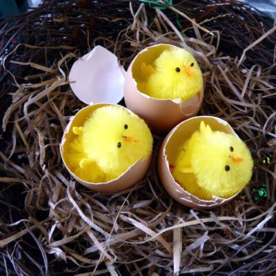 3 Yellow fluffy plastic chicks in egg shells