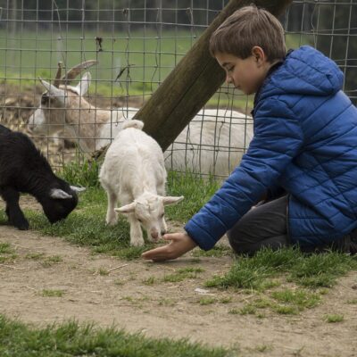 child feeding lambs at the farm