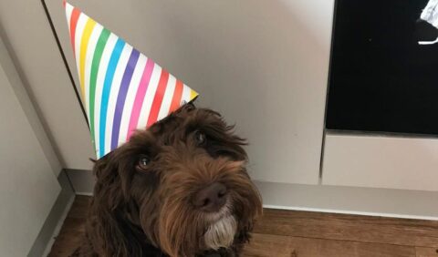 A dog wearing a birthday hat
